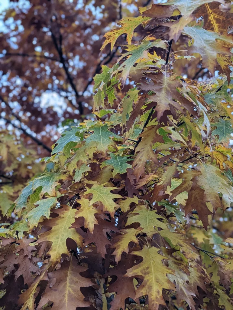 Deeply lobed oak leaves in varying autumn shades of green, yellow, and brown, glistening with water droplets.
