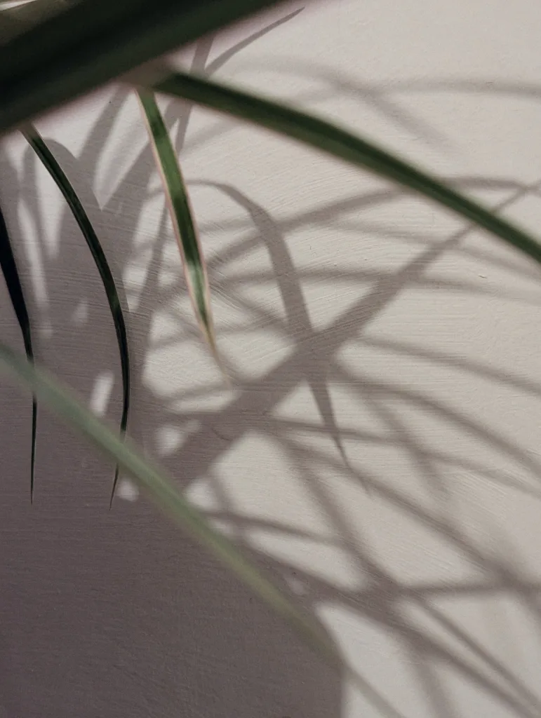 Slender green leaves and their sharp, overlapping shadows cast against a pale, textured wall.