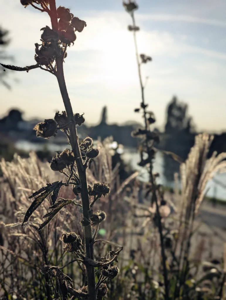 Silhouetted dried seed pods on a tall stalk, backlit by bright sunlight with feathery grasses in a blurred waterside background.