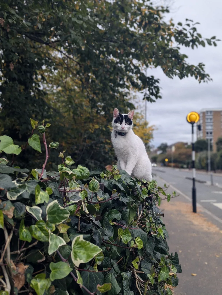 White cat with black markings sitting on an ivy-covered hedge beside a road with a yellow Belisha beacon under a cloudy sky.