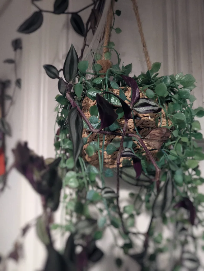 Trailing purple and green houseplants in a small woven basket hanging from twine against a white wall.