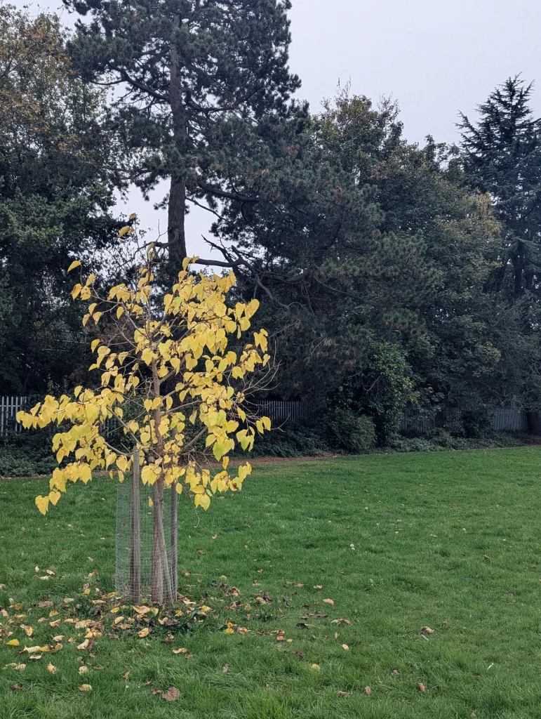 A young tree with bright yellow autumn leaves on a green lawn, set against tall dark evergreens and an overcast sky.