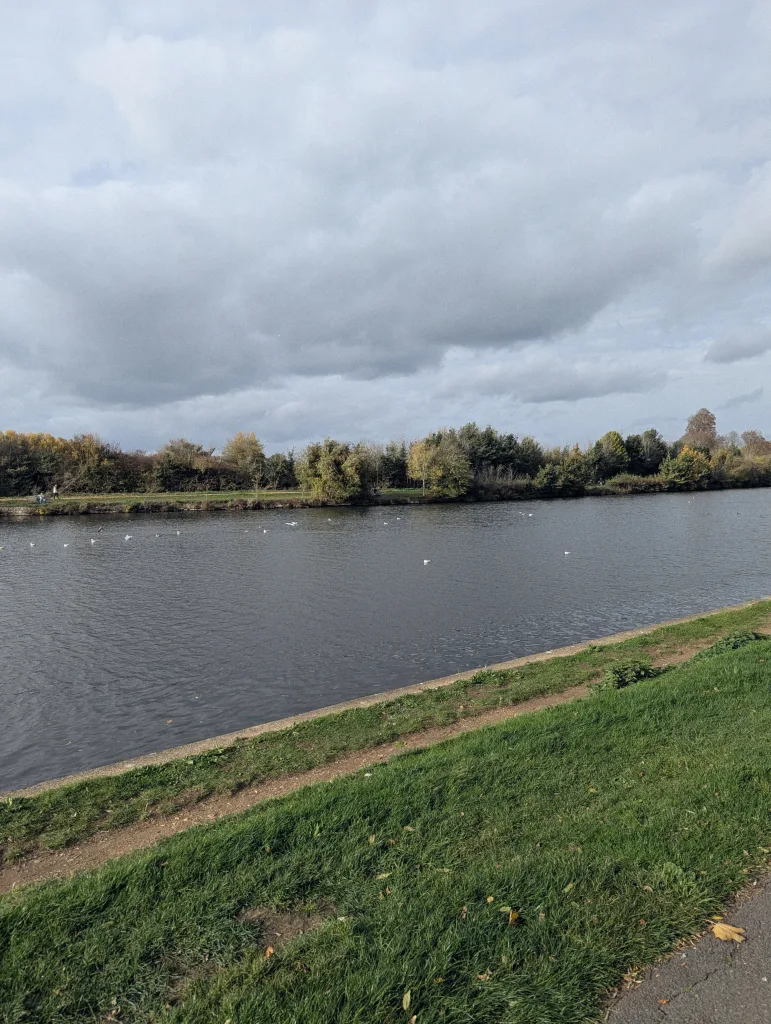 White birds on a wide river under a cloudy sky, with autumn trees lining the opposite bank and a grassy path in the foreground.