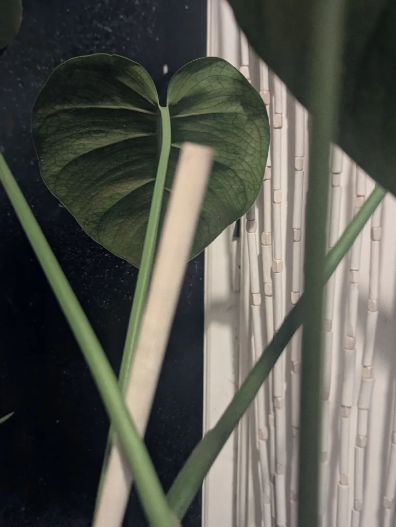 Heart-shaped green houseplant leaf framed by blurred stems and a wooden stake against a dark wall and white beaded curtain.