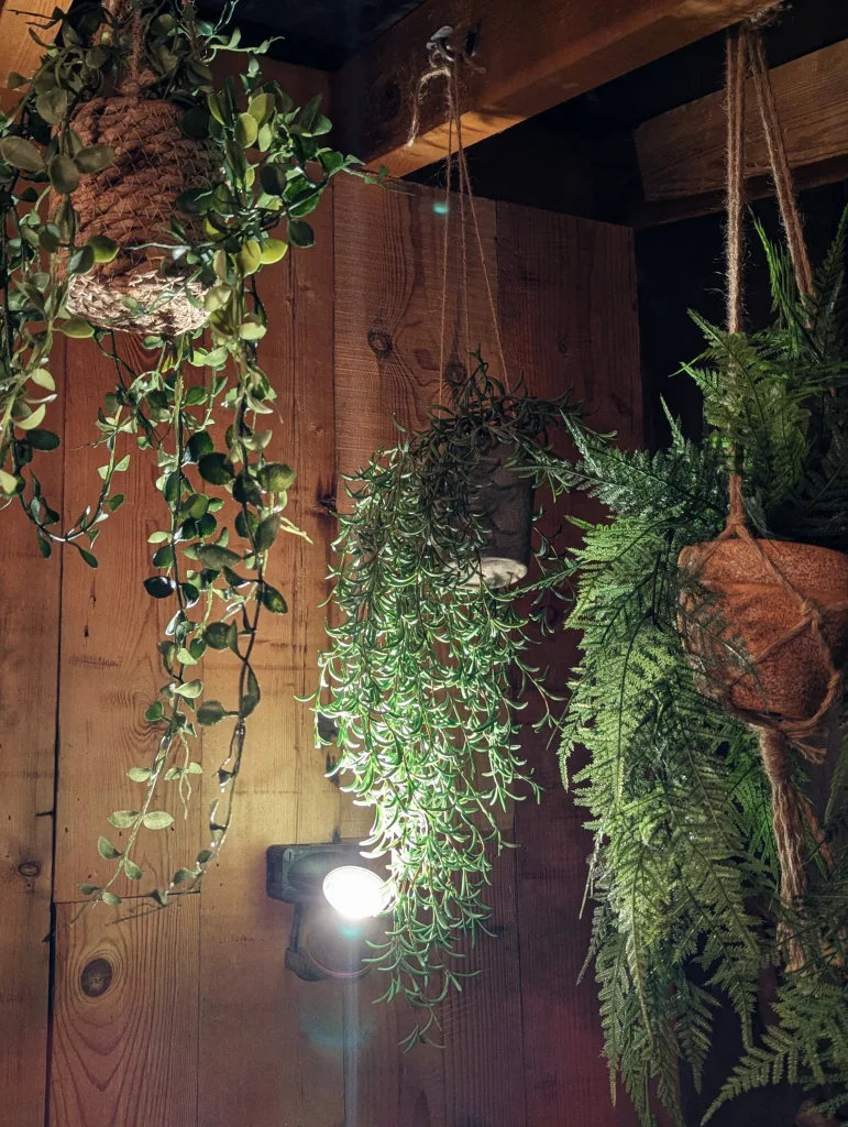 Trailing green plants and ferns in rustic hanging pots against a wooden plank wall, illuminated by a spotlight from below.