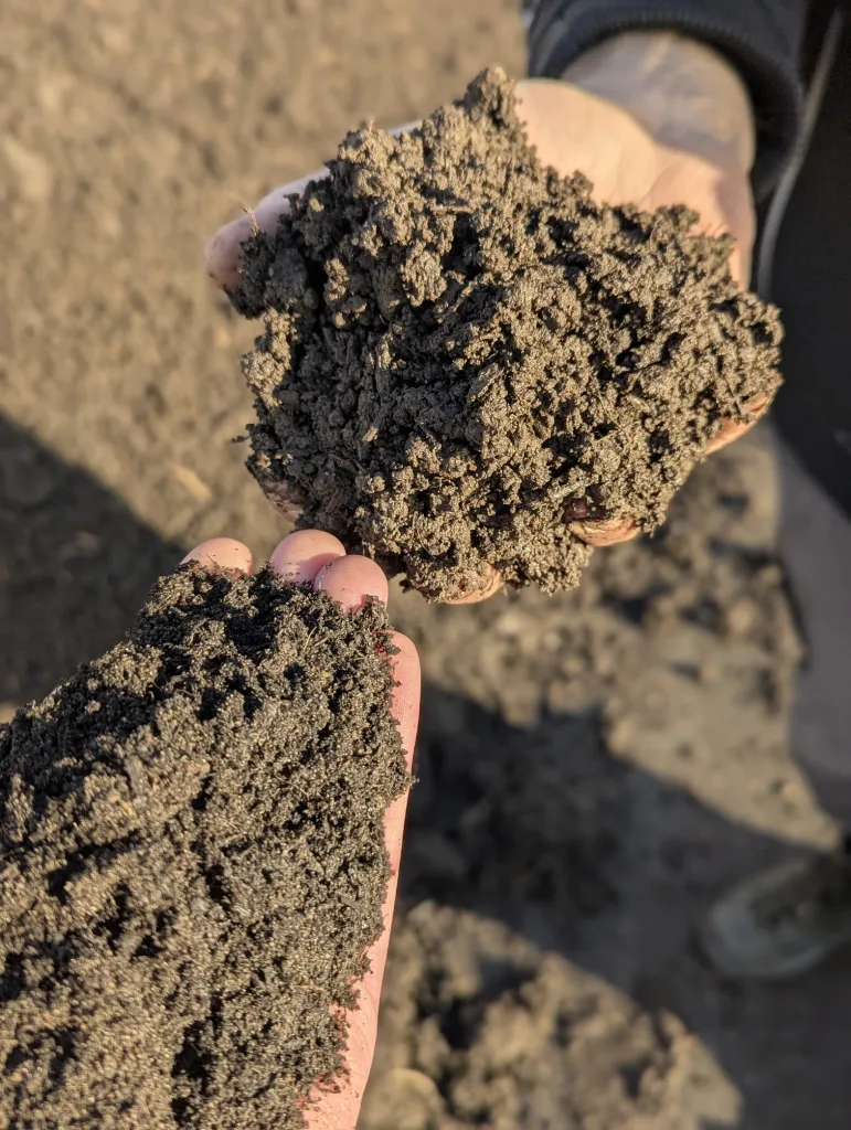 Two hands holding clumps of dark, crumbly soil over a field in warm sunlight.