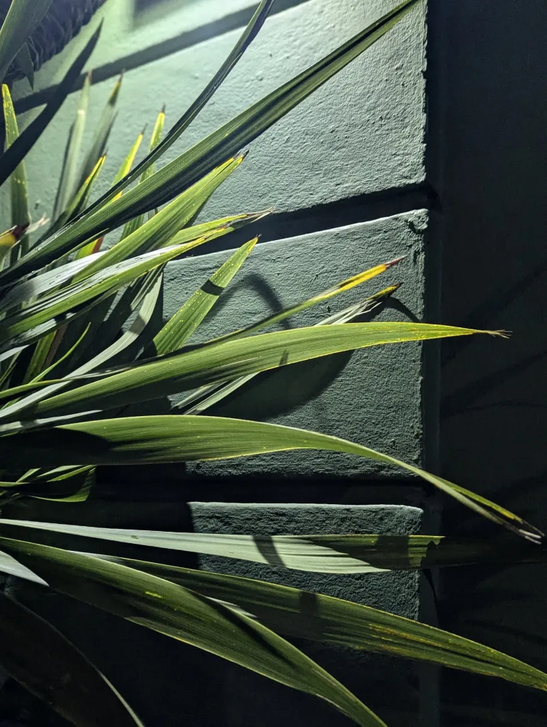 Sharp green yucca leaves casting long shadows against a textured green stone wall under dramatic night lighting.
