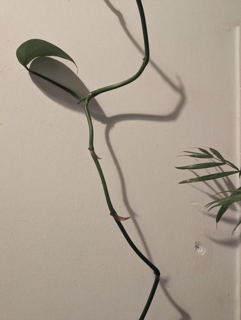 A green vine with a single leaf trails across a white wall, casting a dark shadow beside the fronds of a palm plant.