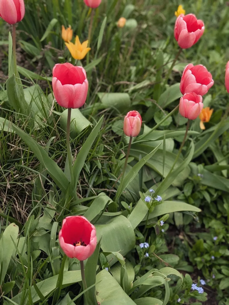 Pink tulips in various stages of bloom among green leaves, small orange flowers, and tiny blue forget-me-nots in a garden.