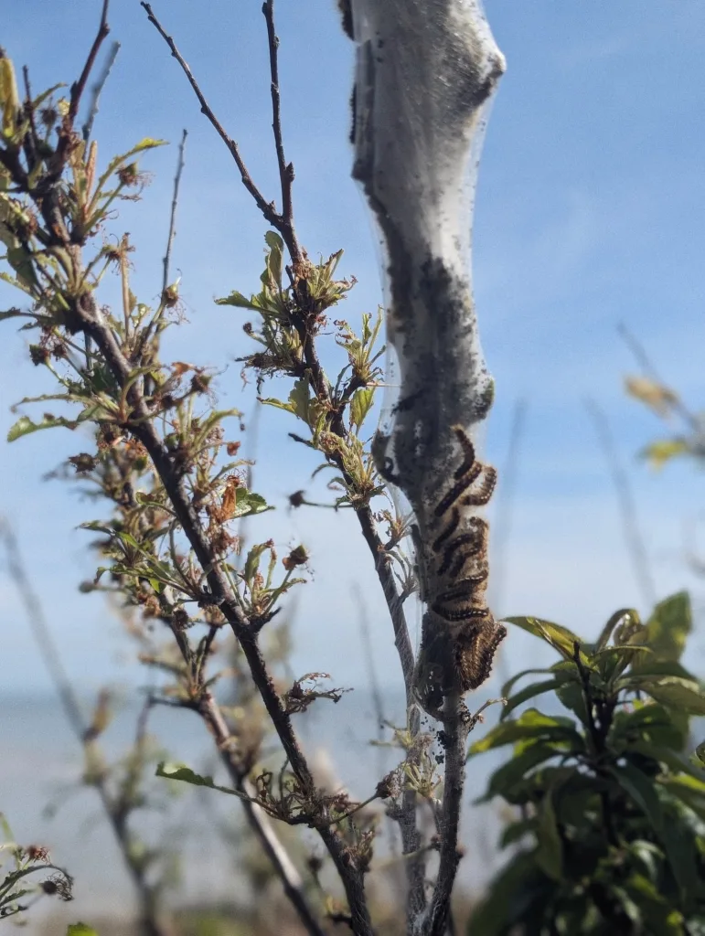 Dark caterpillars crawling on a thick white silky nest web attached to shrub branches against a clear blue sky.