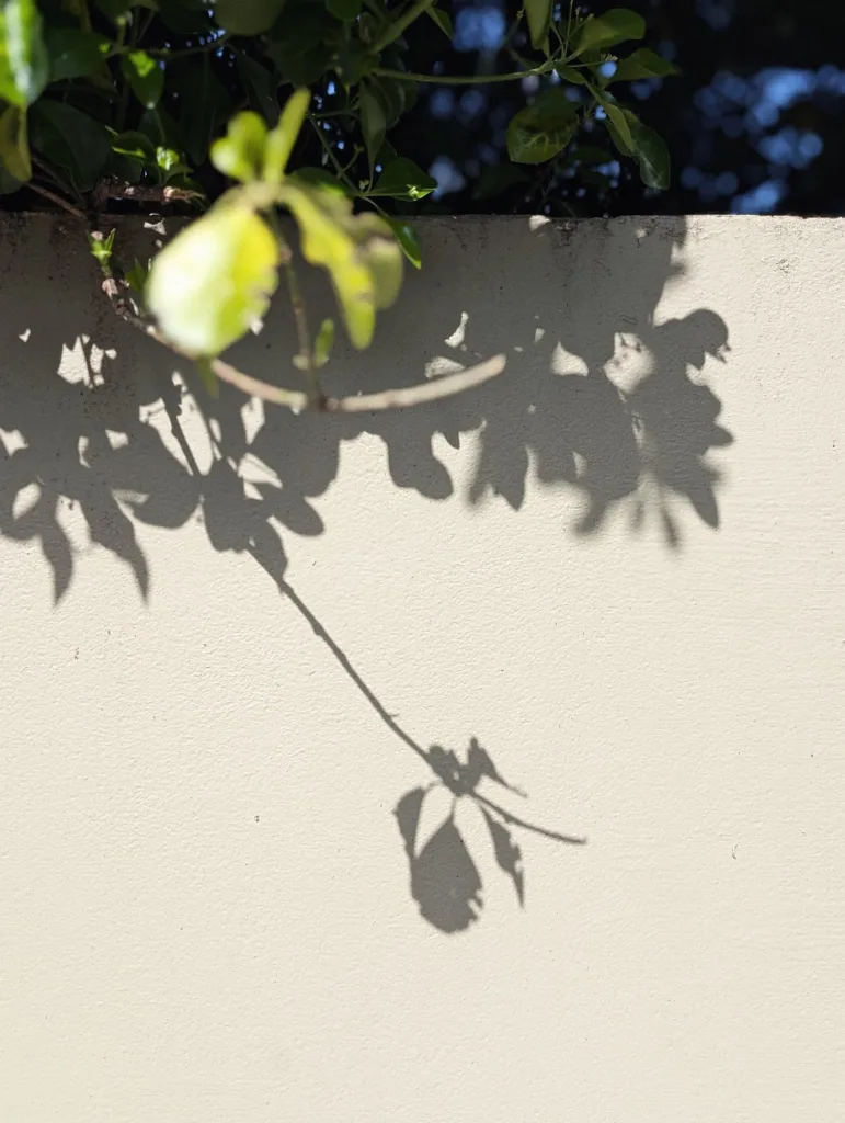 Sharp shadows of a leafy branch and a single hanging leaf cast on a textured, light-colored wall in bright sunlight.