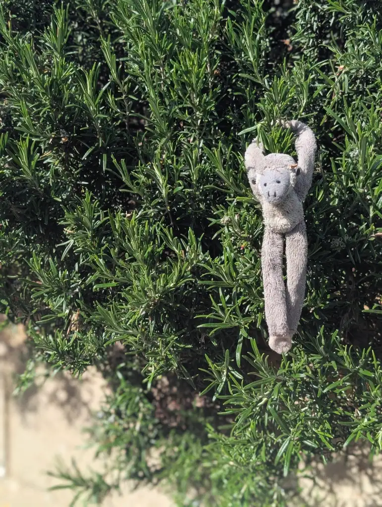 A small, grey plush monkey toy hanging by its arms from the branches of a dense green rosemary bush in bright sunlight.