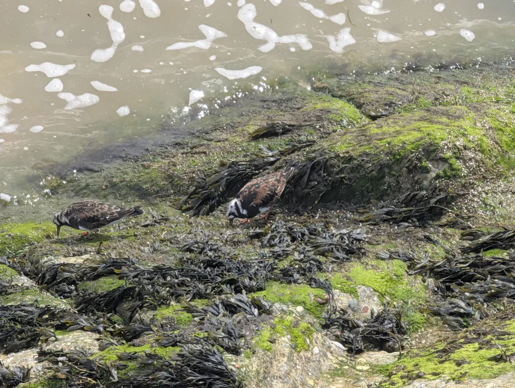 Two turnstones forage among dark seaweed and bright green algae on rocks at the edge of the foaming sea.
