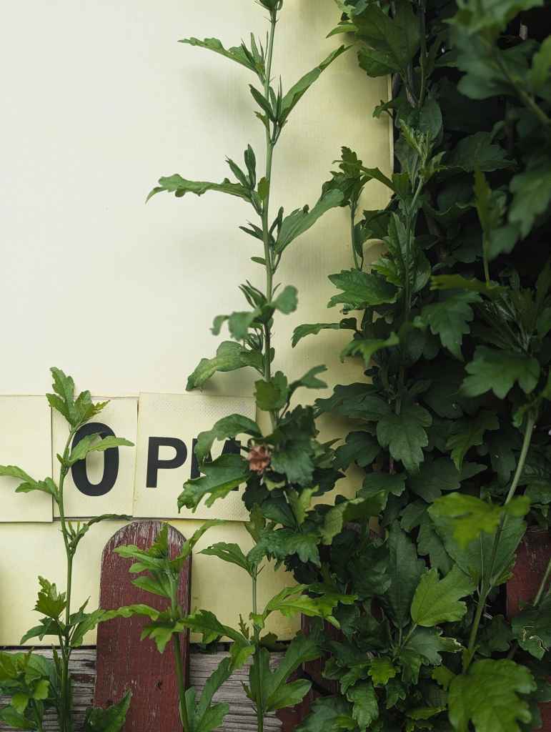 Green leafy weeds growing over a red picket fence in front of a pale yellow wall with lettered tiles spelling OP.