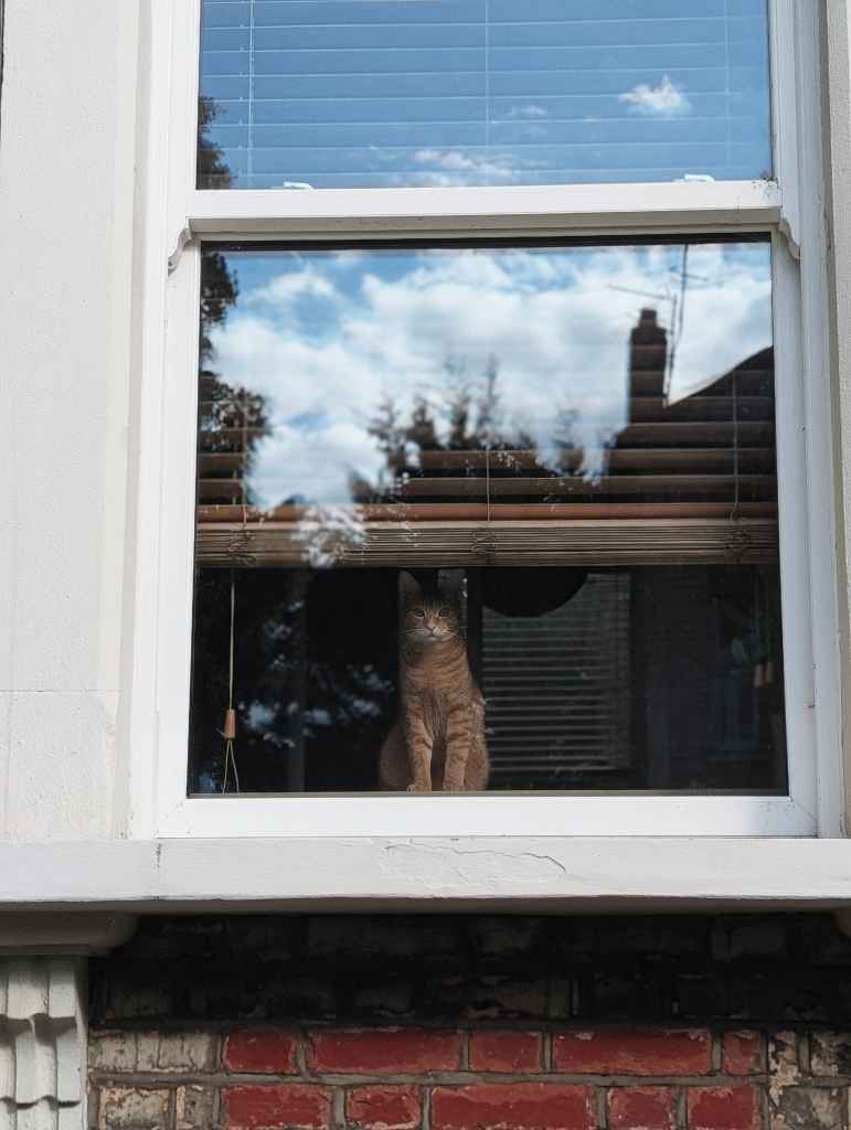 A ginger cat looks out from inside a white window under half-raised blinds, with reflections of a cloudy sky on the glass