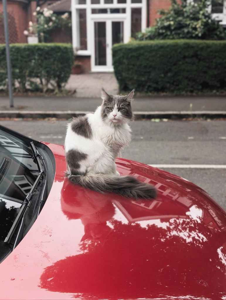 A fluffy grey and white cat sits on the hood of a shiny red car, its long tail draped in front, with a house in the background.