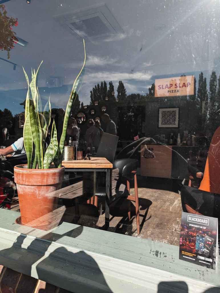 A snake plant in a terracotta pot on a windowsill, looking into a pizza restaurant with reflections of trees and sky on the glass.