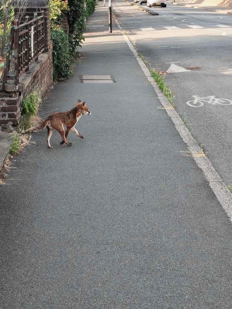 A red fox trots along an asphalt pavement beside a brick wall with railings on a quiet urban street.