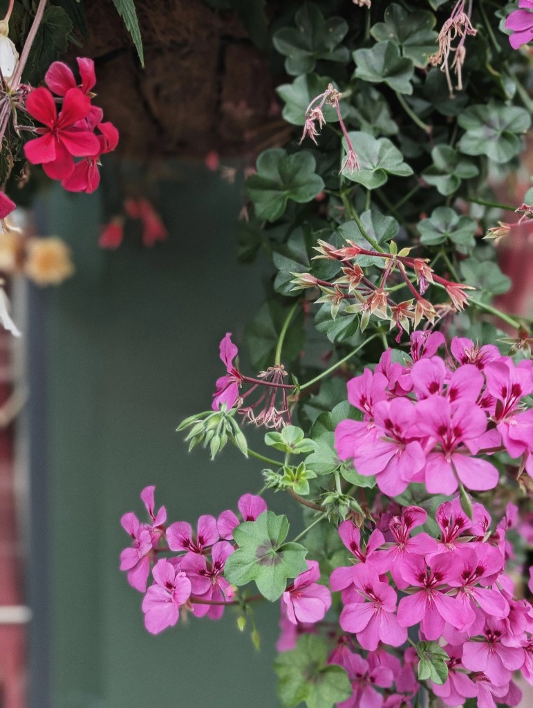 Vibrant clusters of bright pink geranium flowers cascading down from a hanging planter against a dark green wall.